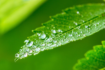 Green leaf and water drops detail