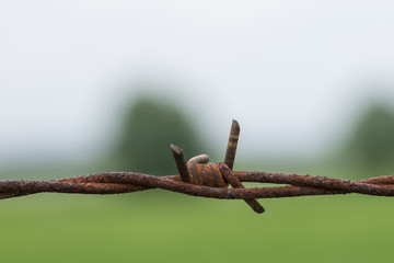 Rusty, barbed wire in front of a meadow.