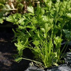 parsley