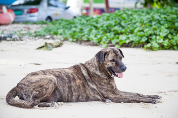 Obraz premium Thai Dog