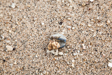 hermit crab in sand