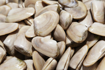 frische muscheln