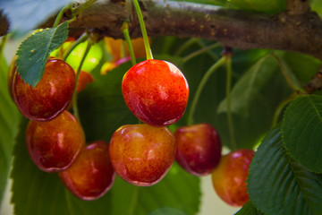 Selection cherries ripen on a tree branch