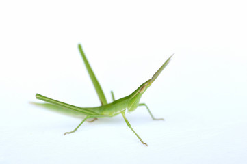 日本のショウリョウバッタ