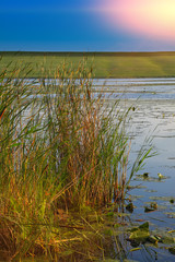 reed on lake in sunlight