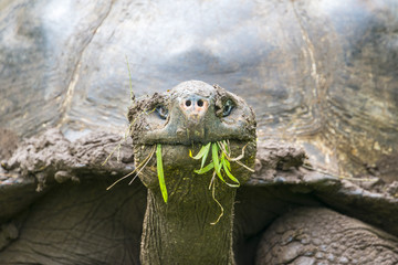 Naklejka premium Szczegół żółwia olbrzymiego w rezerwacie żółwi El Chato, Wyspy Galapagos (Ekwador)