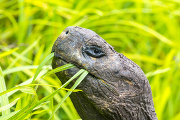 Fototapeta premium Detail of a Giant tortoise in El Chato Tortoise Reserve, Galapagos islands (Ecuador)