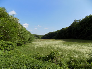 Meadow and forest
