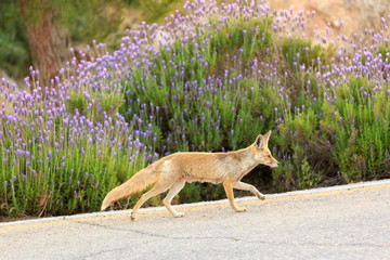 The female red fox is going near bush