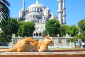 Ginger cat in front of Sultan Ahmet mosque