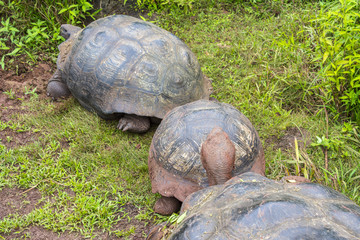 Giant tortoises in El Chato Tortoise Reserve, Galapagos islands (Ecuador)