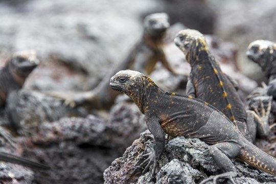 Galapagos marine iguanas, Isabela island (Ecuador)