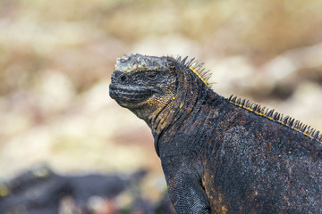 Galapagos marine iguana, Isabela island (Spain)