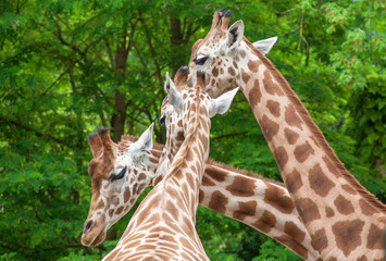 Têtes de girafes en gros plan