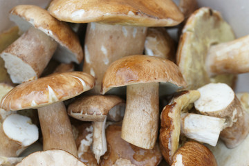 Белые грибы