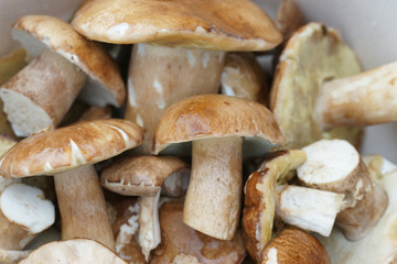 Белые грибы