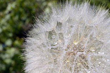 Dandelion with water drops closeup
