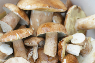 Белые грибы