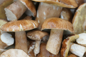 Белые грибы