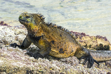 Galapagos marine iguana, Isabela island (Spain)
