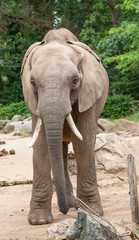 Naklejka premium Eléphant d'Afrique - Loxodonta africana