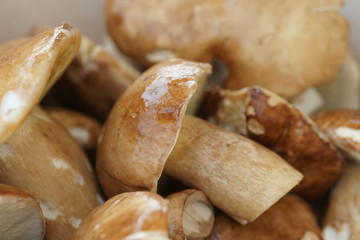 Белые грибы