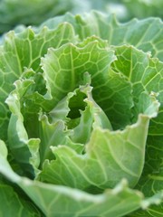 Close-up green cabbage vegetable