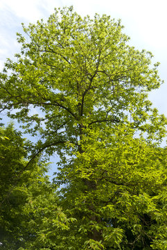 Maronenbaum