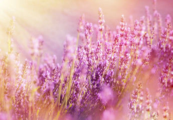 Lavender flowers lit by sun rays (sunbeams) 