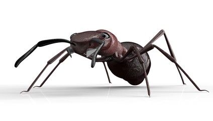 black ant isolated on a white background