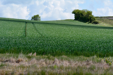 Wheat crop growing in field sloping up hillside