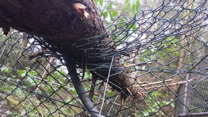 instant umgefallener baum I