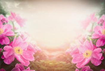 Pink peony on blurred nature background, floral border