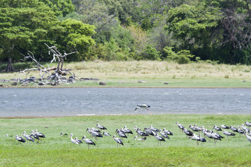 Asian openbill in Minneriya reservoir landscape, Sri Lanka