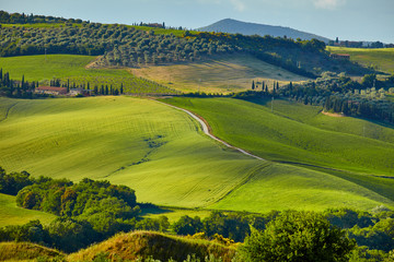 Fototapeta premium Tuscany hills. Italy. May.