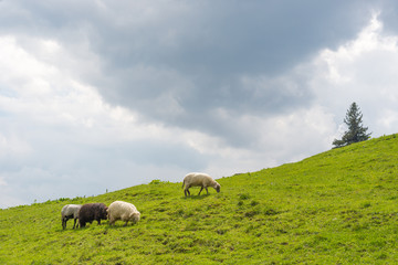 Sheep grazing on the slopes of Ukrainian Carpathians