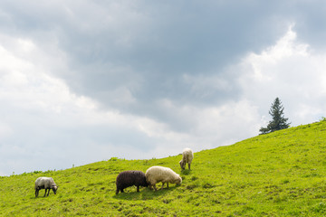 Sheep grazing on the slopes of Ukrainian Carpathians