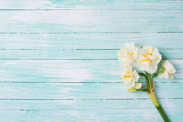 Fototapeta na wymiar Background with fresh daffodils