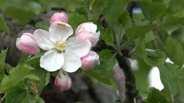 Apple tree flowering