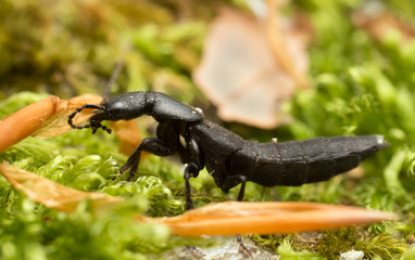  Ocypus rove beetle 
