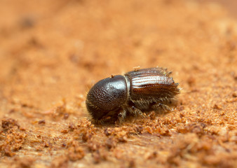 European spruce bark beetle, Ips typographus on wood photographed with high magnification