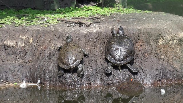 water turtle enjoys the sun