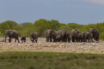Naklejka na ściany i meble Herd of elephants