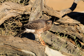 Southern Pale Chanting Goshawk