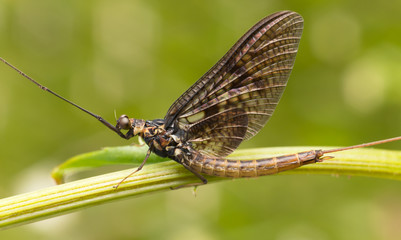 Close-up of a mayfly  - obrazy, fototapety, plakaty