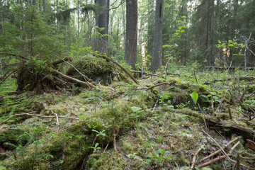 Tree plants growing on fallen tree in natural forest
