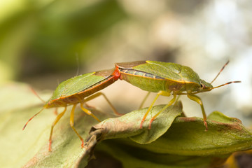 Mating Green shield bugs, Palomena prasina