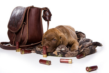Retriever puppy lying (isolated on white)
