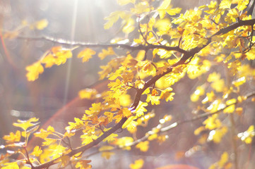 Soft focus of Autumn leaves with sun flares and light