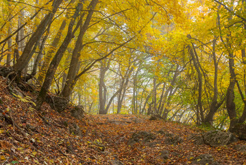 Fototapeta premium Mystical place in autumnal foggy forest